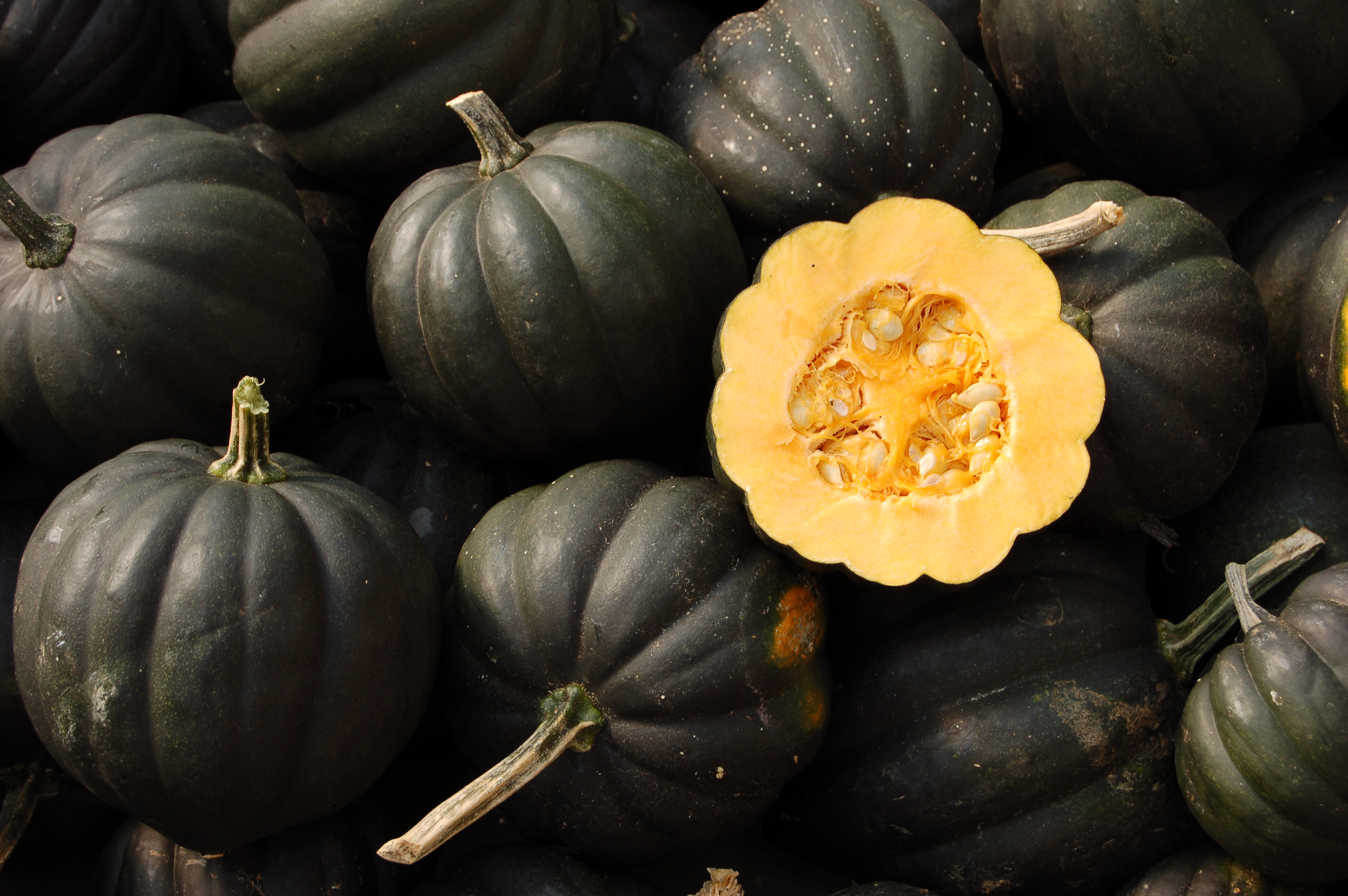 Sweet REBA Acorn Squash, Cucurbita pepo